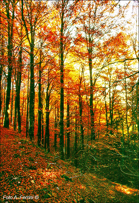 Foliage in Pratomagno