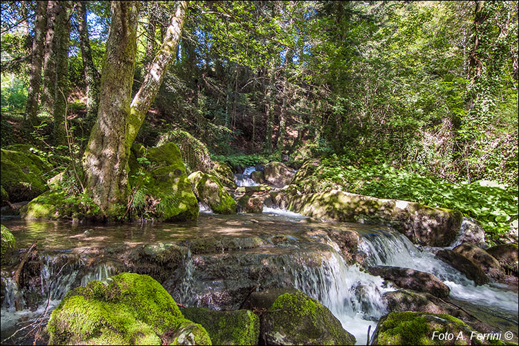 Torrente Scheggia