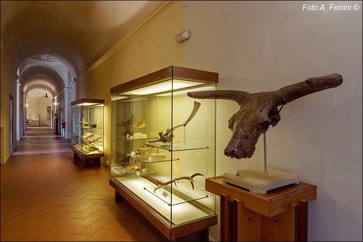 Museo Archeologico di Arezzo