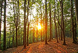 Il Parco Nazionale delle Foreste Casentinesi