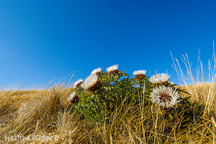 Flowers in Prato of Burraia