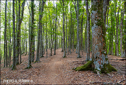 Forest in the Cotozzino