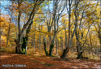 Beech trees in Catenaia