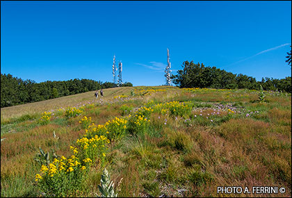 Meadows of the Queen in Catenaia