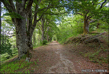 CAI 50 in Alpe of Catenaia