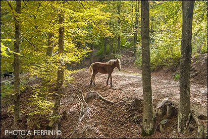 Horses in the Pratomagno woods