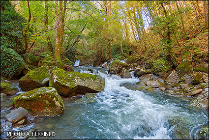 Torrente Bonano