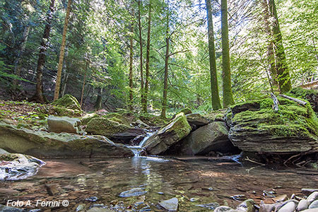 Forconali Torrent