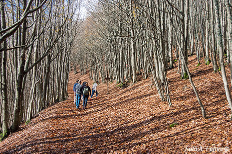 Monte Falterona