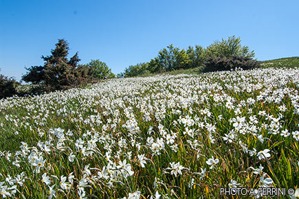 Narcisi in Pratomagno