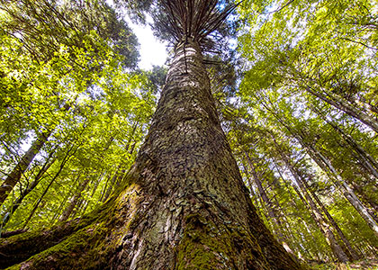 Park of the Casentino Forests