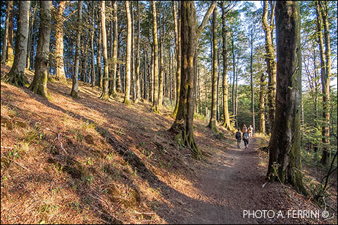 Trekking in the National Park