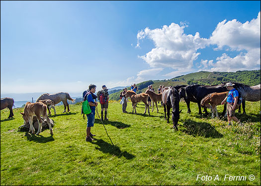 Pratomagno: trekking and horses