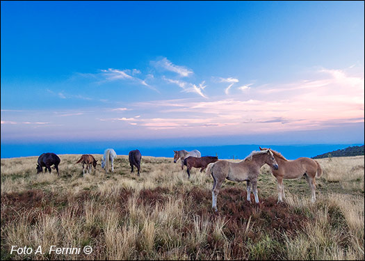 Pratomagno: horses and sunset