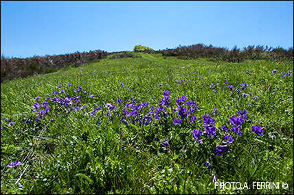 Viole del Pratomagno