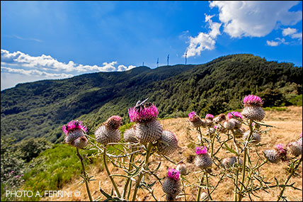 Croce a Cardeto