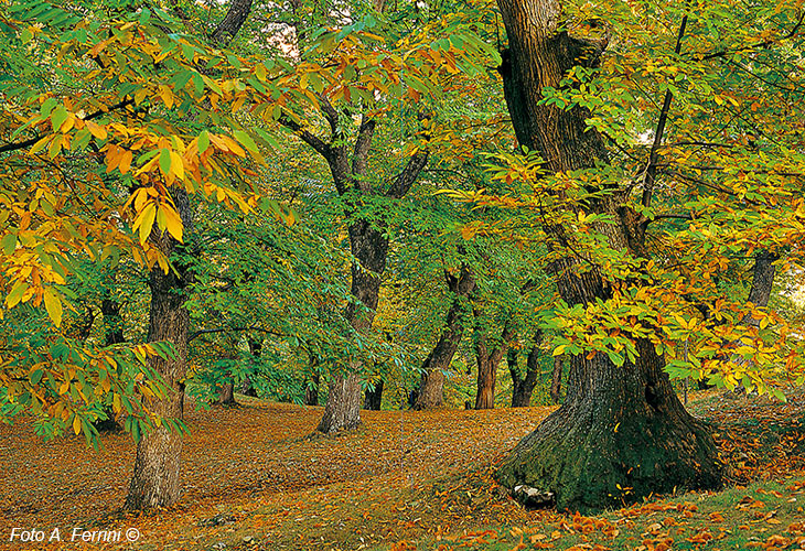 Chestnut grove of Camaldoli
