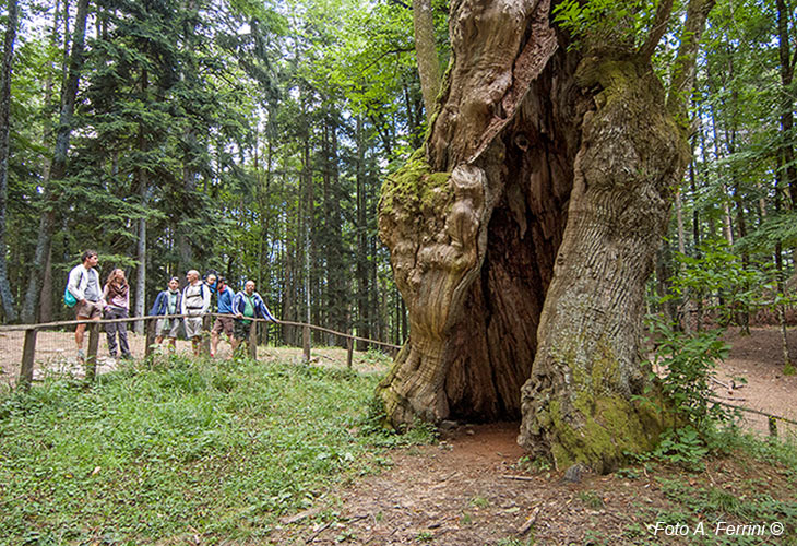 Walks in Camaldoli