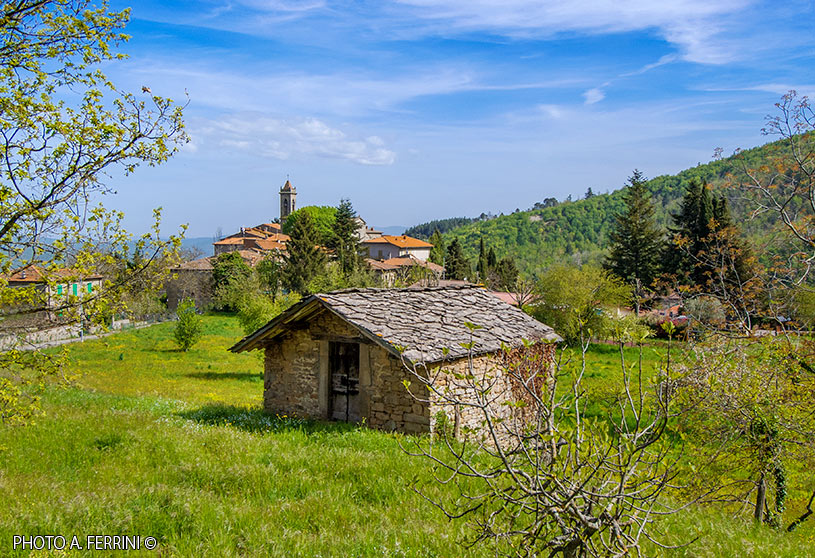 Faltona Faltona