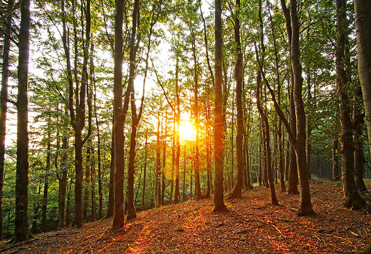 Foreste Casentinesi nel Parco Naziomale