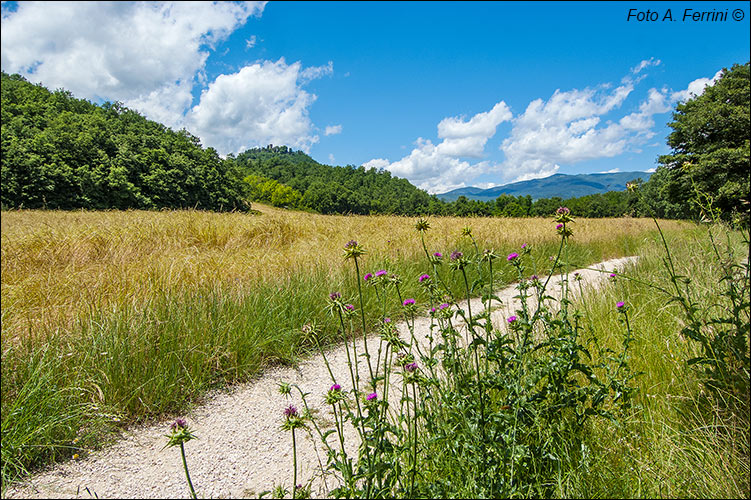 PAESAGGIO LUNGO LA CICLOPISTA