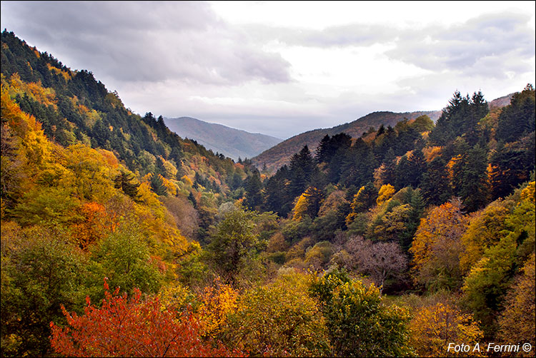 Foreste Casentinesi