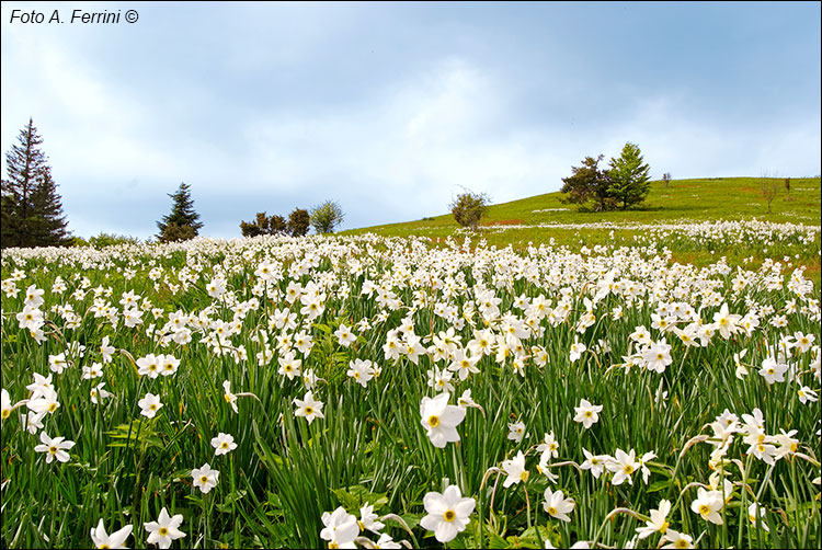 Narcisi in Pratomagno