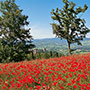 Paesaggio casentinese