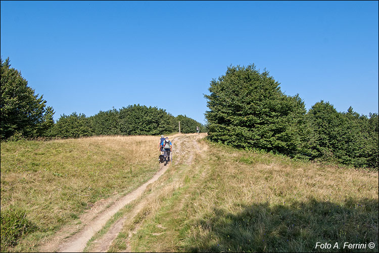 Monte Falco
