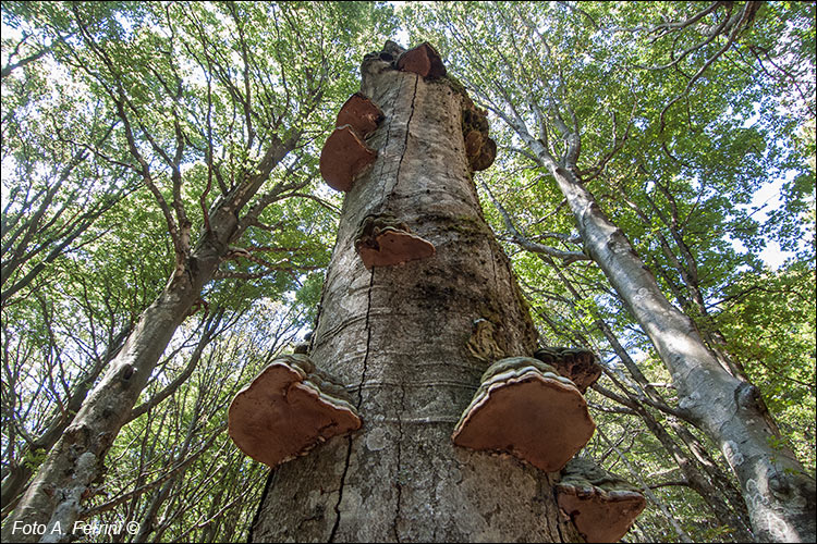 Opere d’arte naturali
