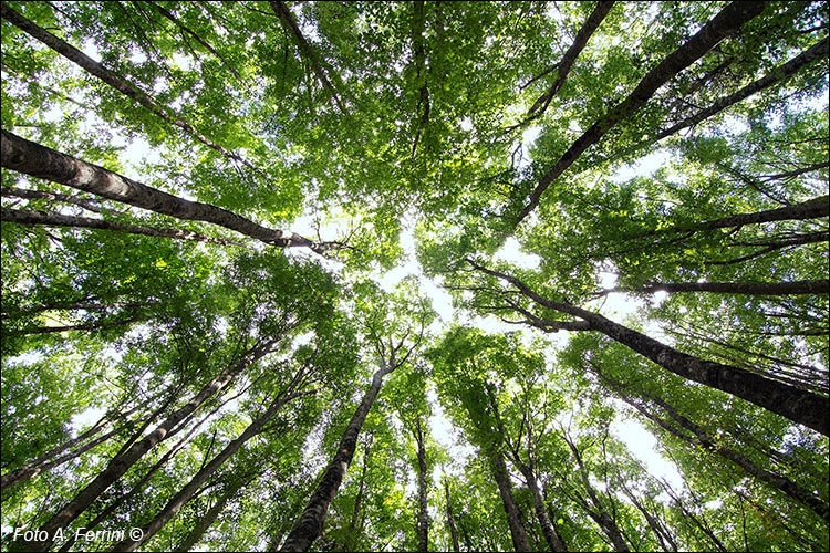 Piante verso il cielo
