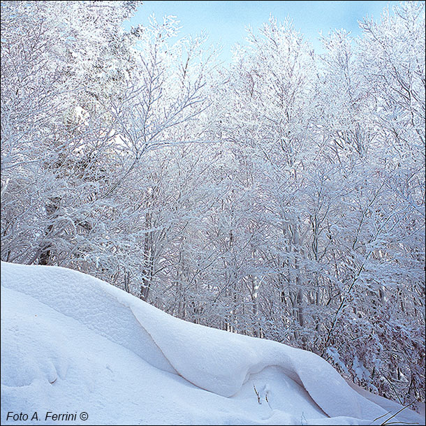 Sculture dell’inverno nel Parco
