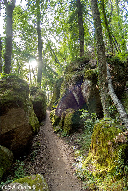 Il bosco delle fate
