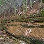 Conformazioni rocciose nel Parco
