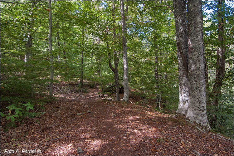 Selva della Badia