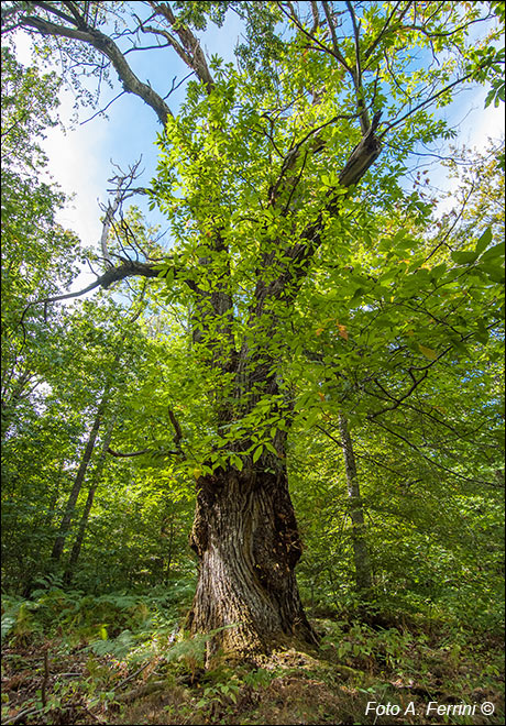 Castagno secolare