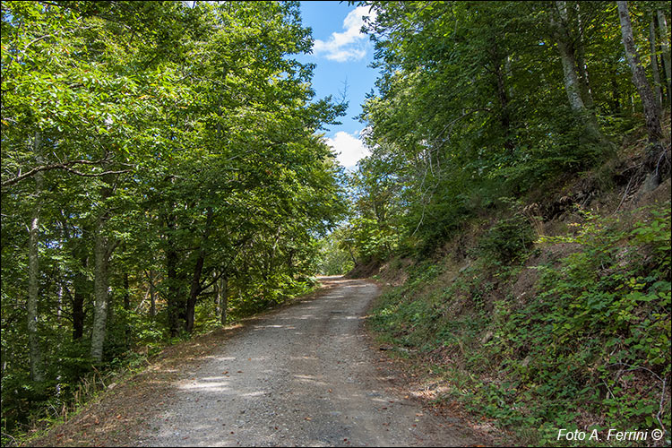 Strada del Valdarno