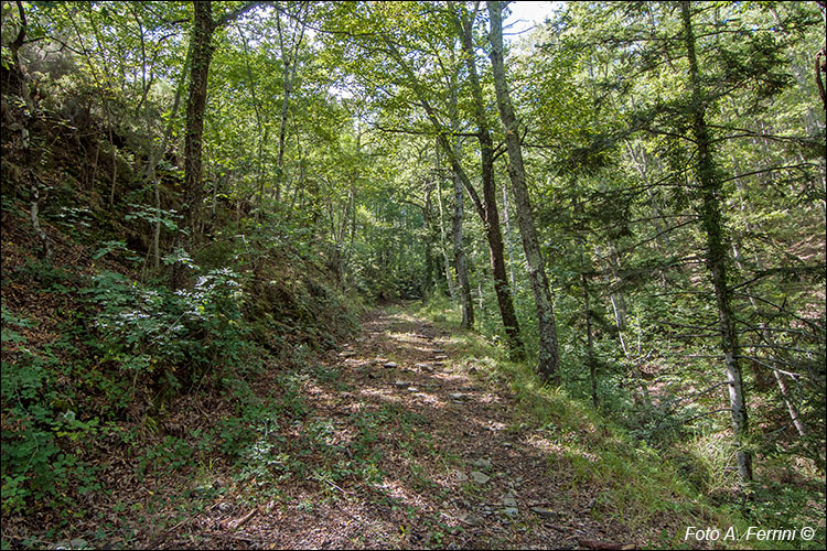 Strada di transumanza