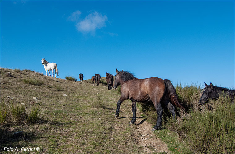 Cavalli in Pratomagno