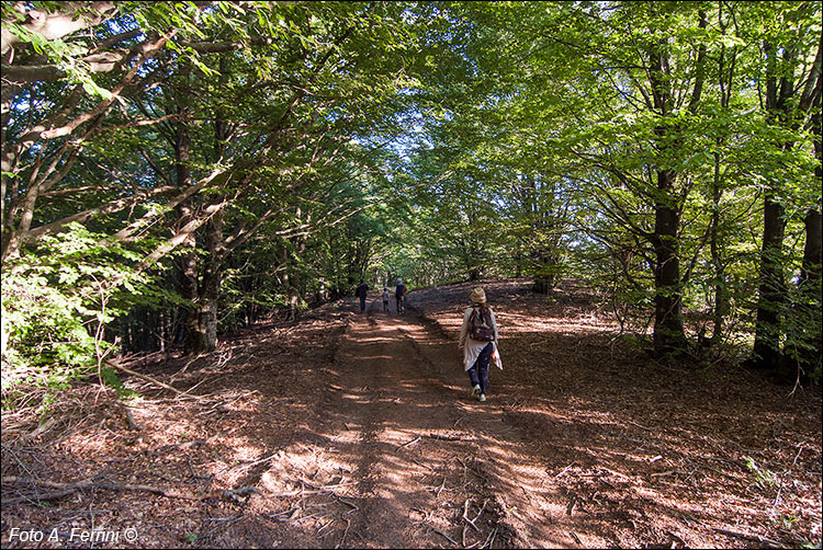 Passeggiate in Pratomagno