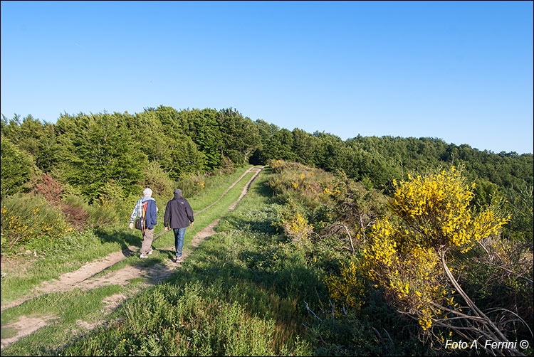 Camminate in Pratomagno