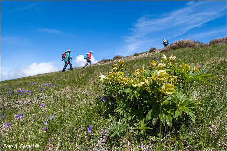 Fiori del Pratomagno