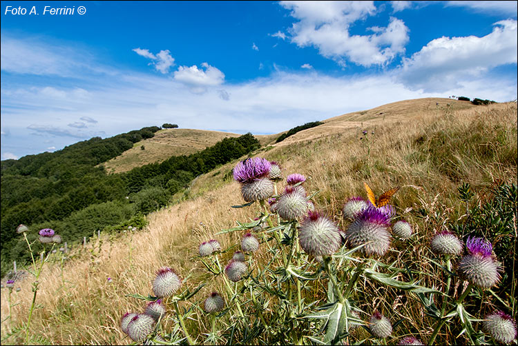 Fiori del Pratomagno