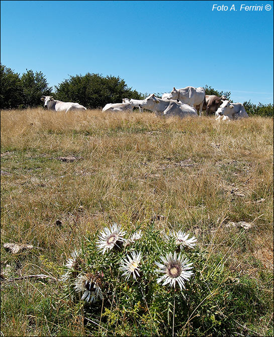 Fiori del Pratomagno