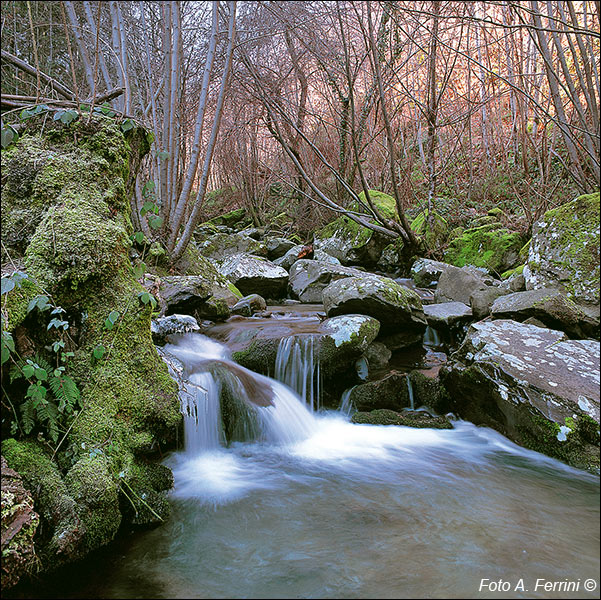 Torrente Barbozzaia