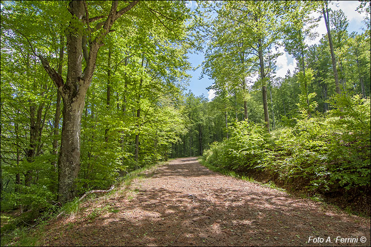 Strada forestale presso Buite 