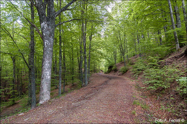 Strade forestali in Pratomagno 