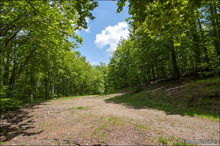 Strade forestali in Pratomagno 