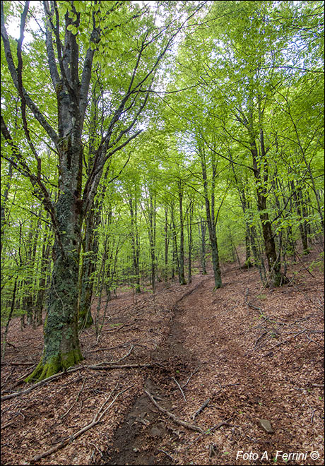 Piste forestali in Pratomagno 