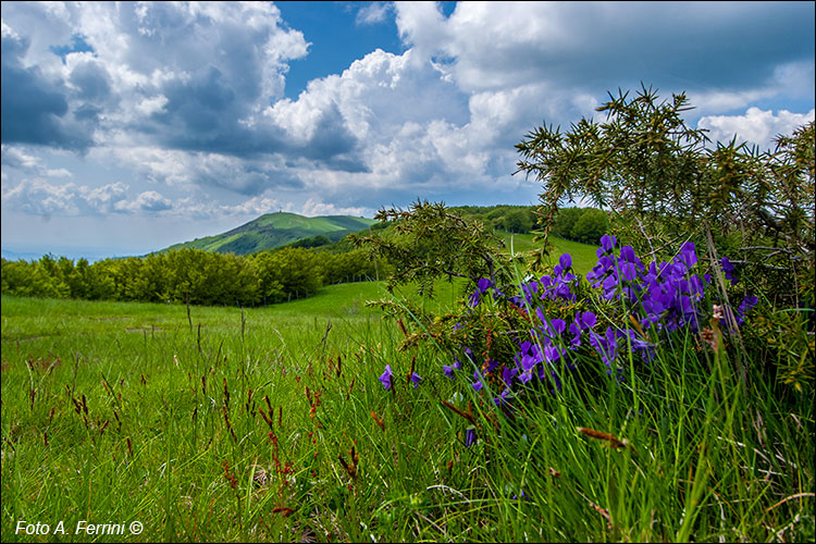 Viole del Pratomagno